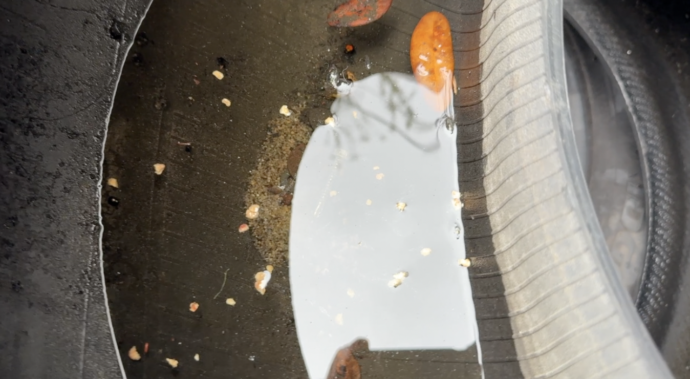 Dengue response: What Tampa Bay 28 found at a West Tampa tire shop — WFTS ABC Action News Tampa, Mayville Real Estate news